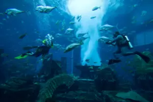 Scuba Diving In Dubai Aquarium